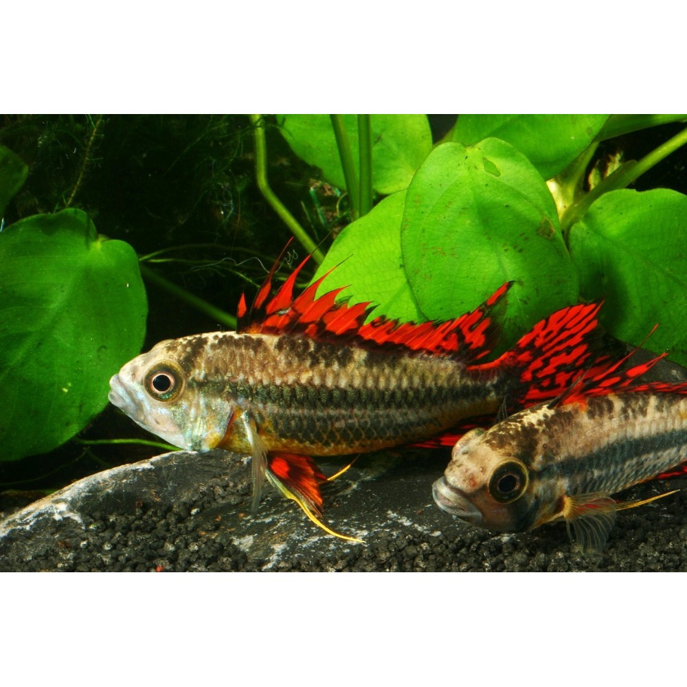 Apistograma kakadu