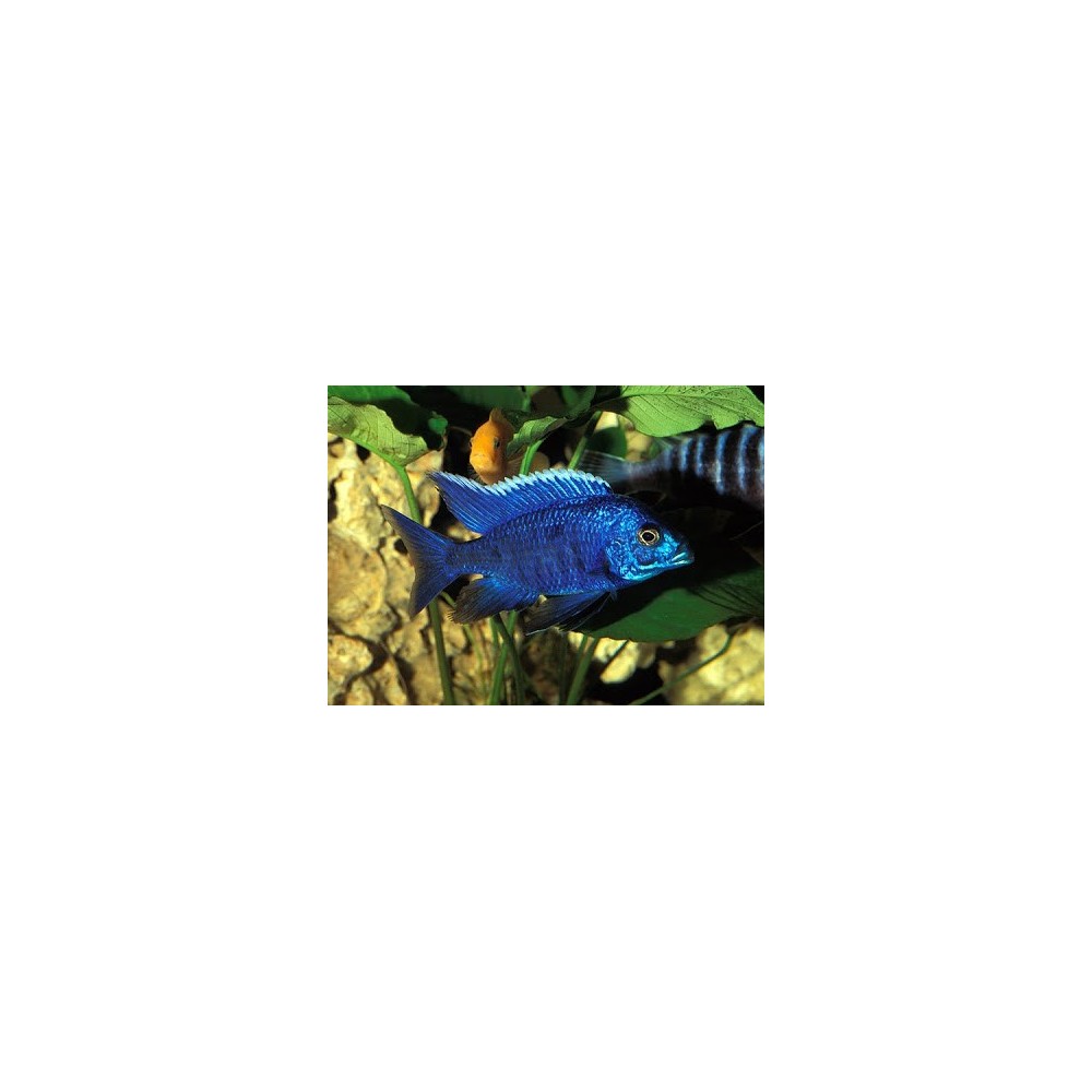 Aulonokara