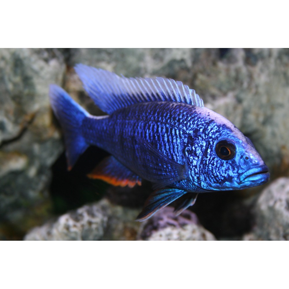 Aulonokara