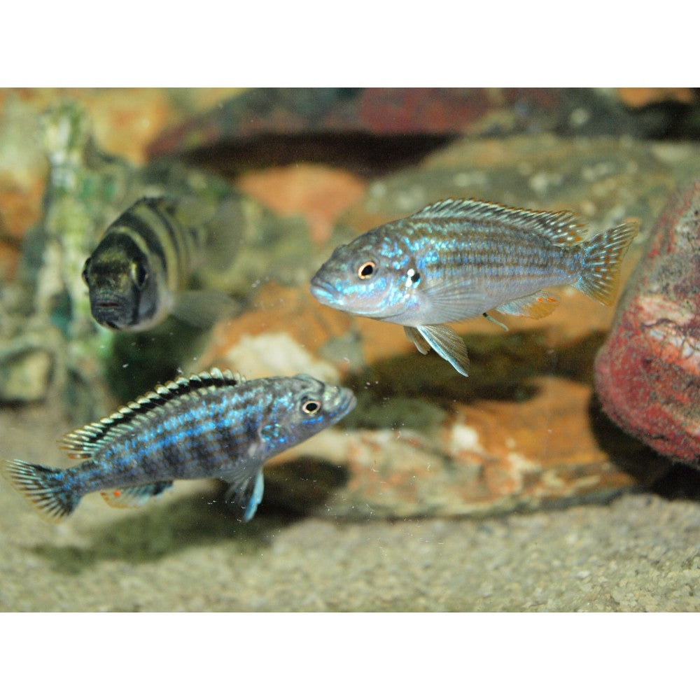 Melanochromis joanjohnsonae