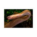 Murena