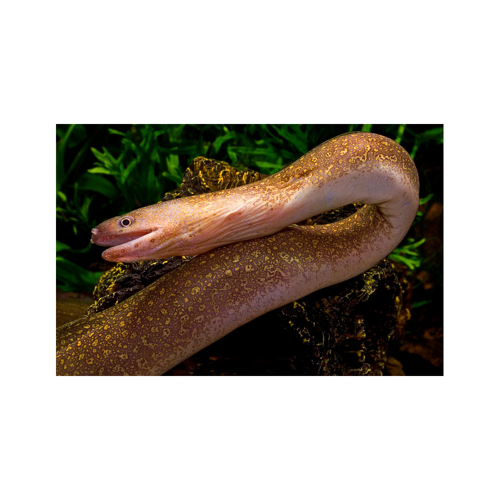 Murena