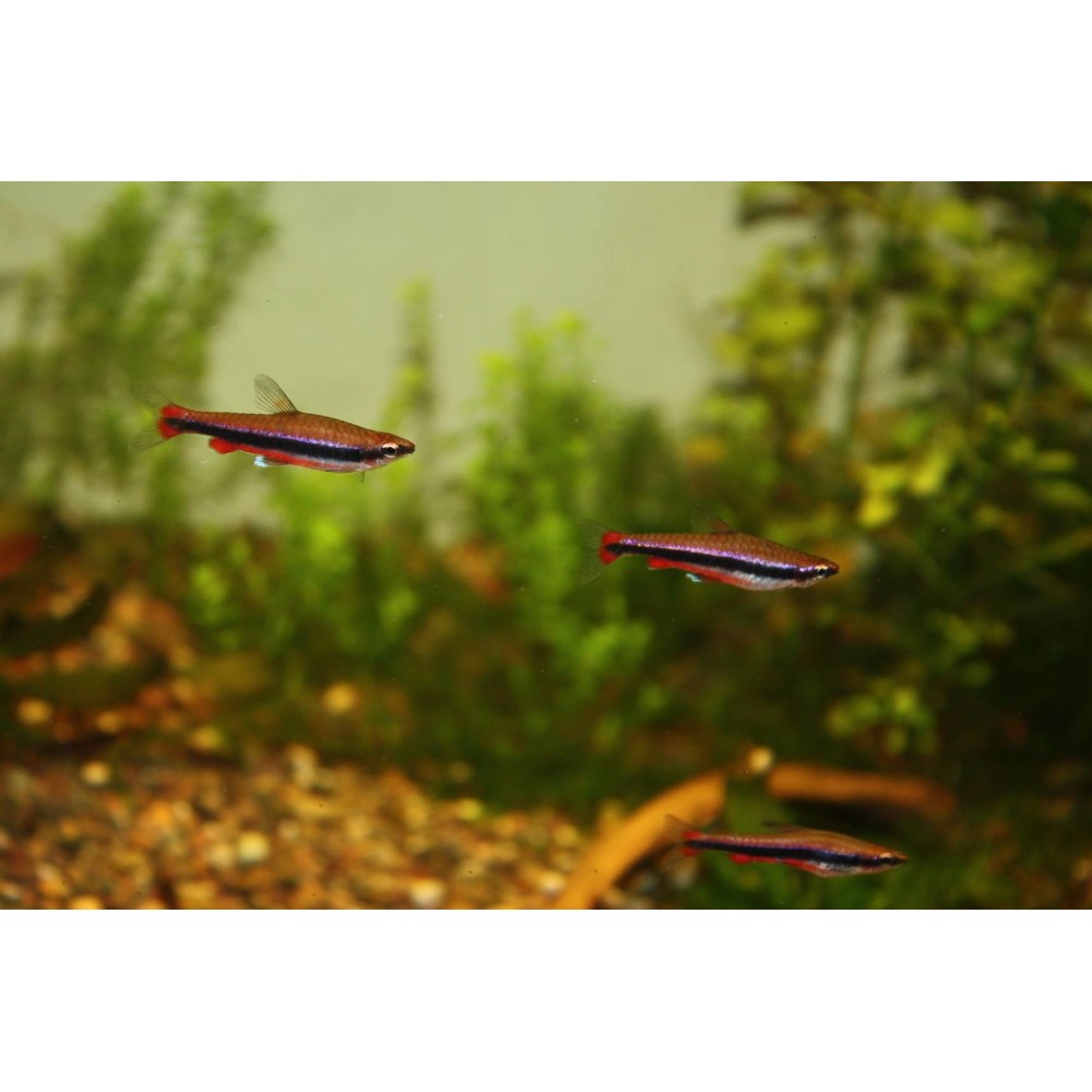 Nannostomusas