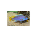 Pseudotropheus acei
