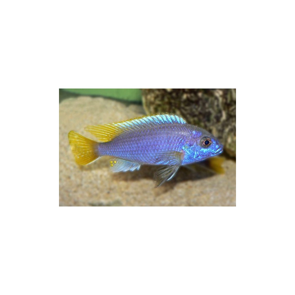 Pseudotropheus acei