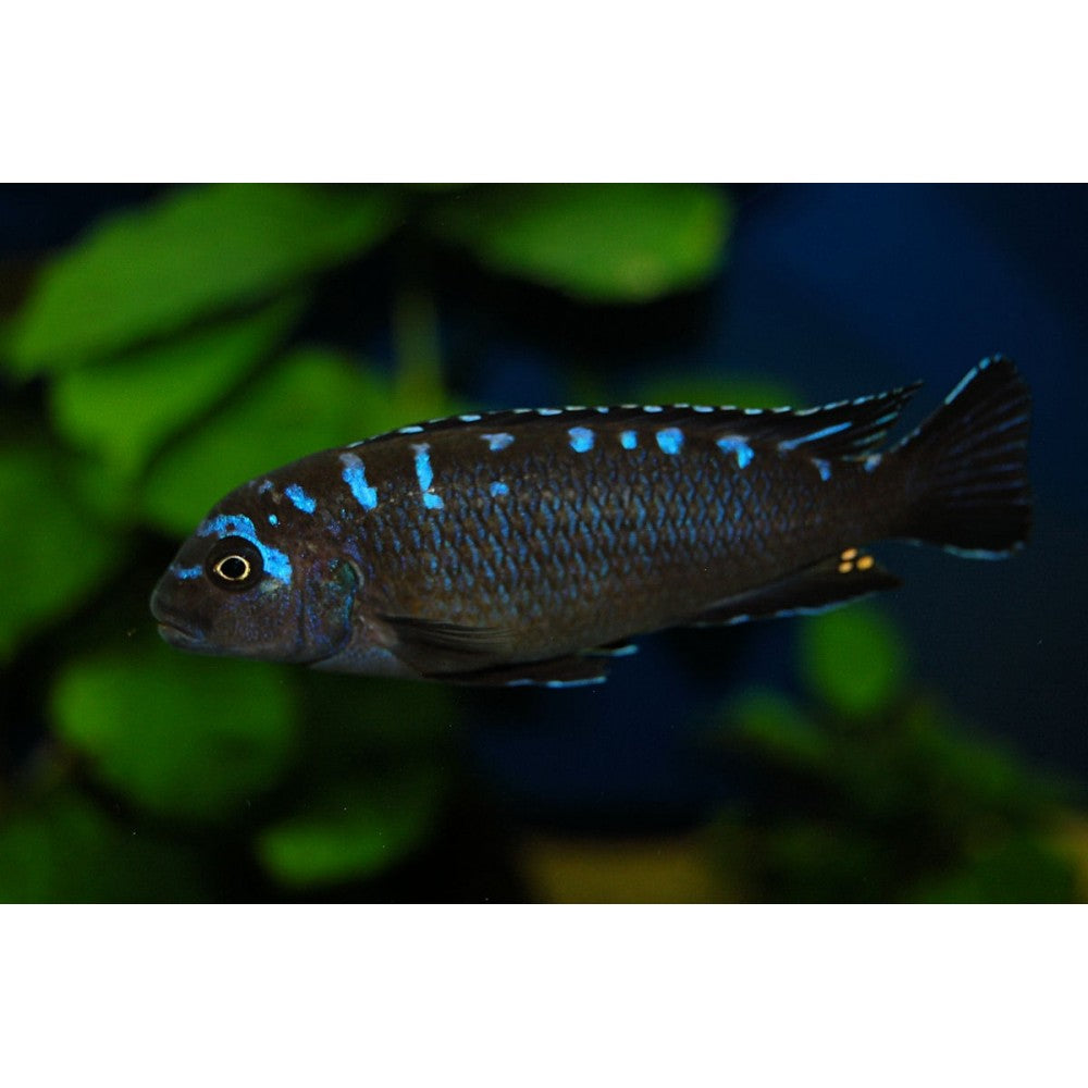 Pseudotropheus neon spot