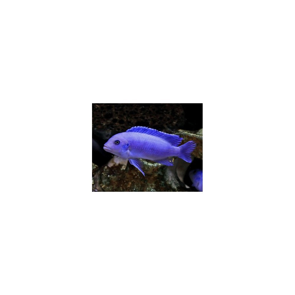 Pseudotropheus zebra cobalt blue