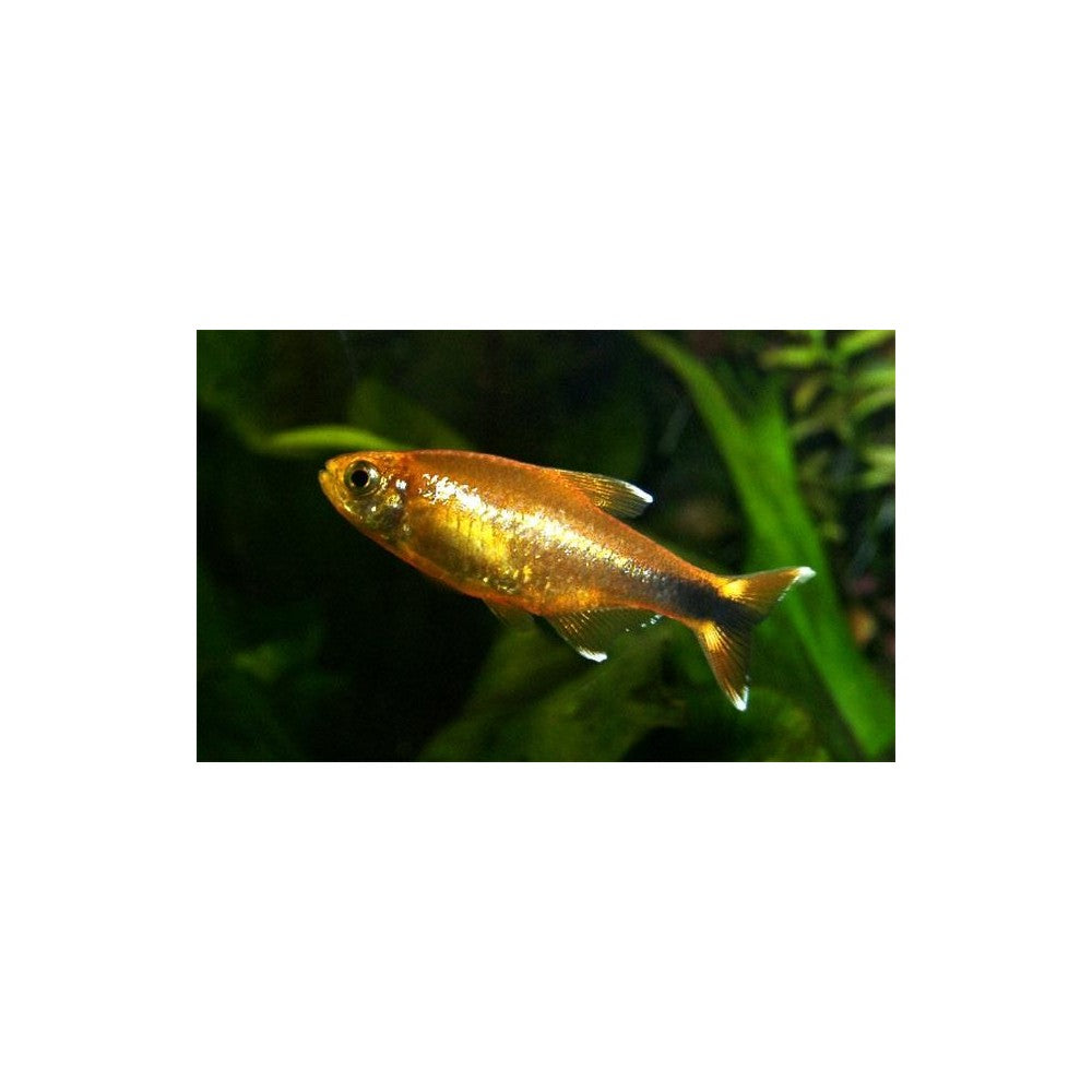 Varinė tetra