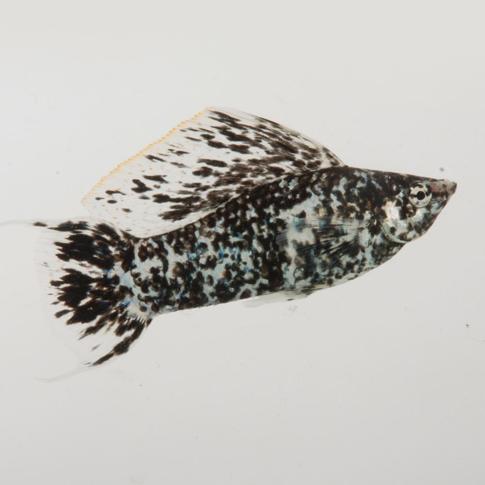 Velifera