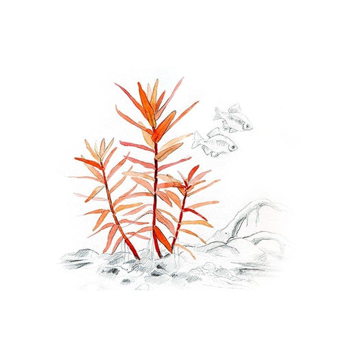 Akvariumo augalas Ammania gracilis