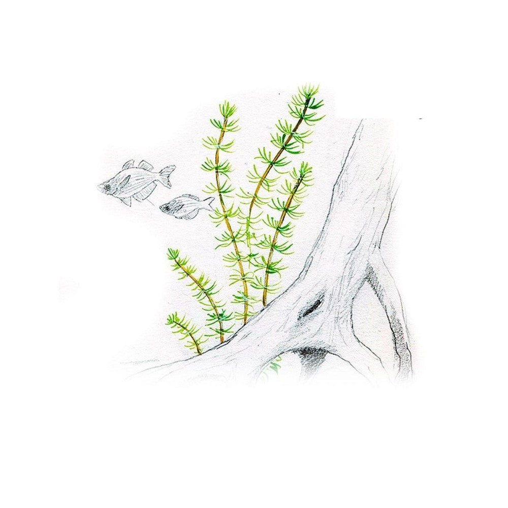 Akvariumo augalas Bacopa myriophylloides