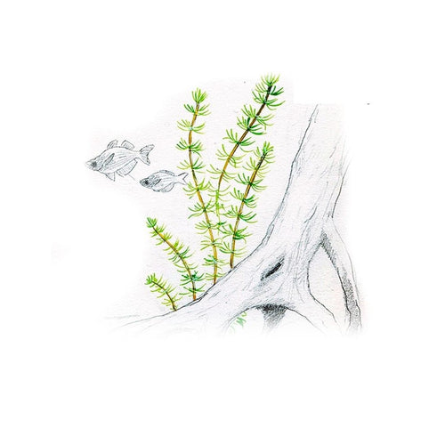 Akvariumo augalas Bacopa myriophylloides