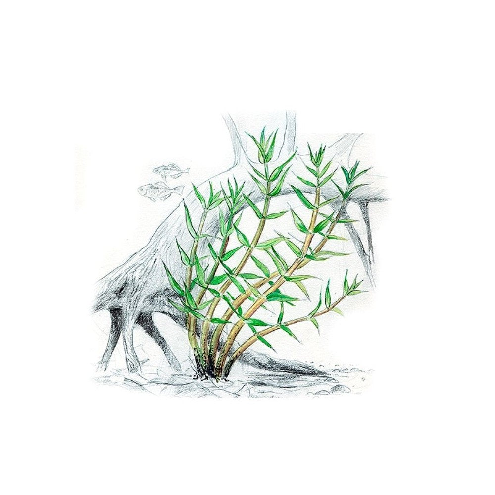 Akvariumo augalas Gratiola viscidula