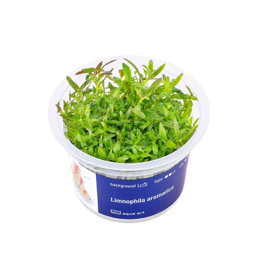 Akvariumo augalas Limnophila aromatica