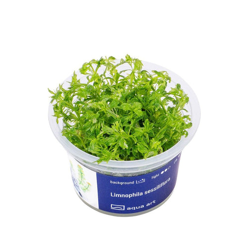 Akvariumo augalas Limnophila sessiliflora