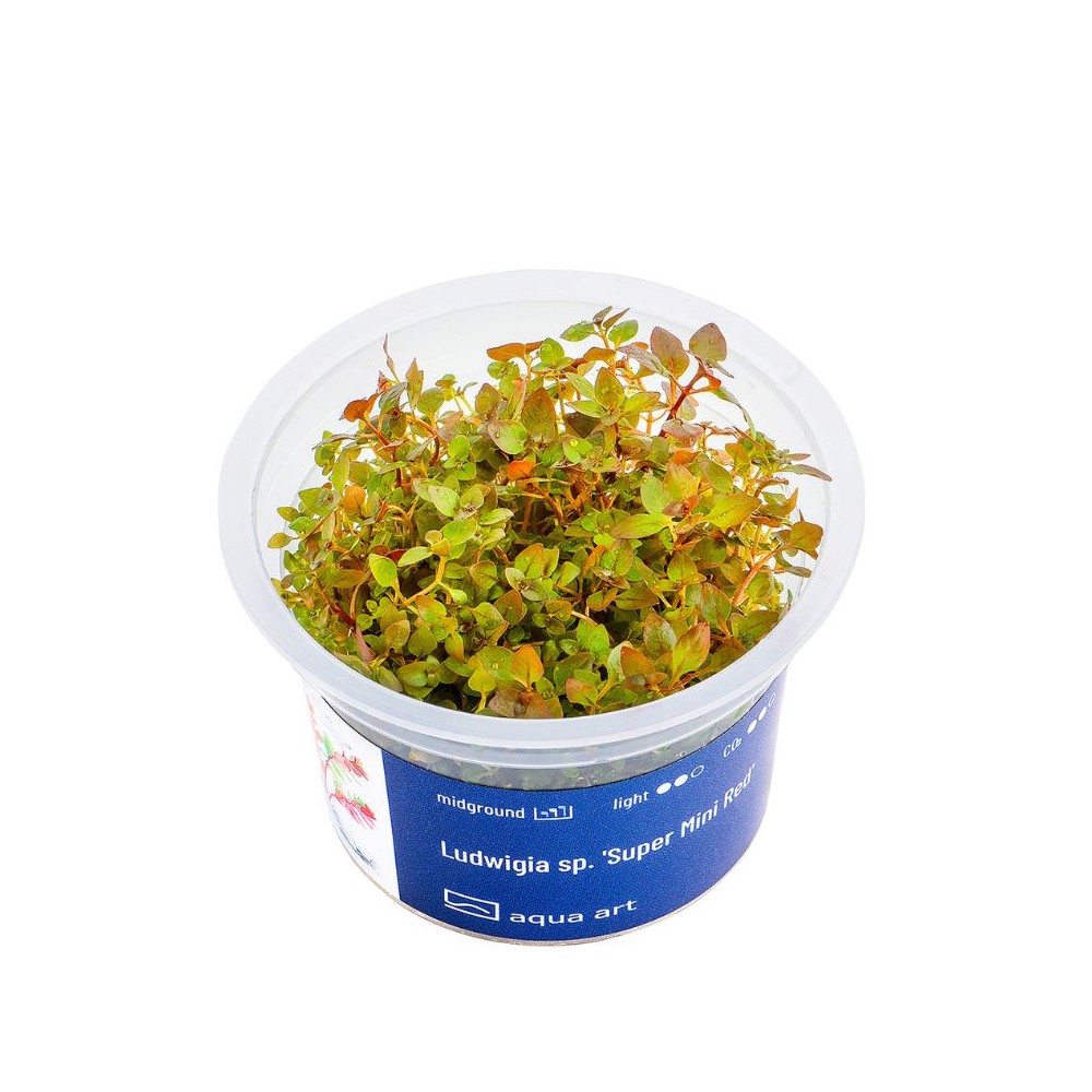 Akvariumo augalas Ludwigia sp. Super Mini Red