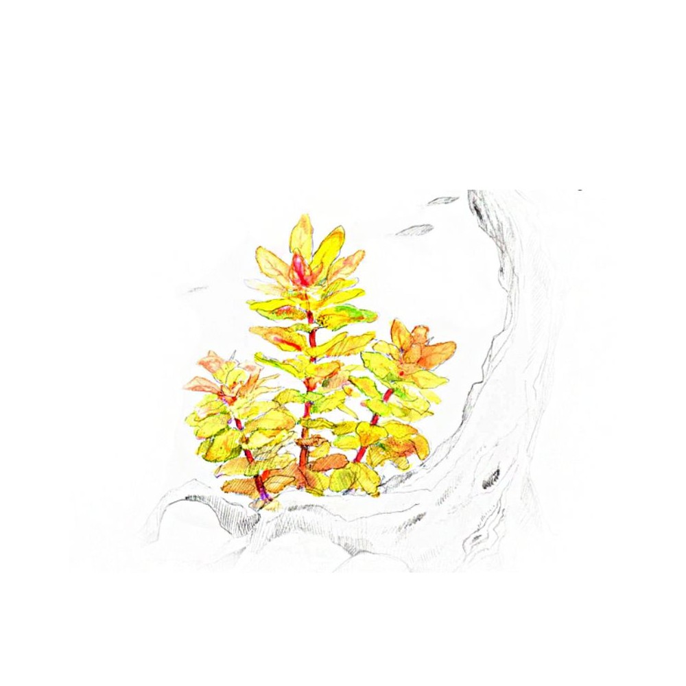 Akvariumo augalas Ludwigia sphaerocarpa Pilosa