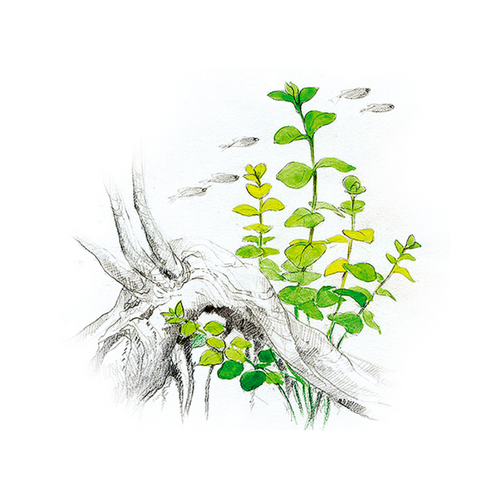 Akvariumo augalas Lysimachia nummularia