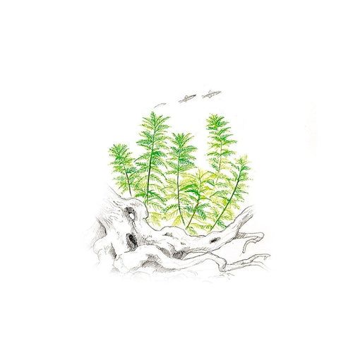 Akvariumo augalas Myriophyllum mattogrossense
