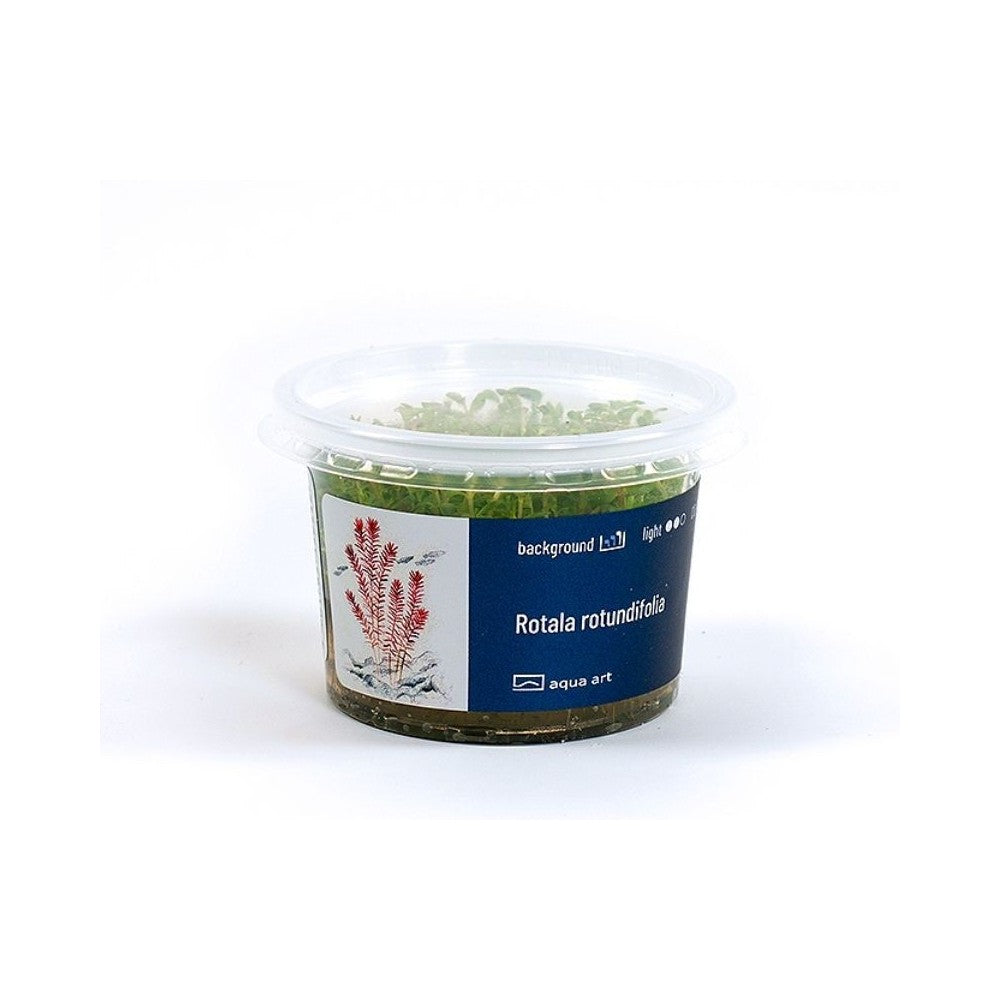 Akvariumo augalas Rotala rotundifolia