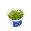 Akvariumo augalas Rotala sp. H'ra