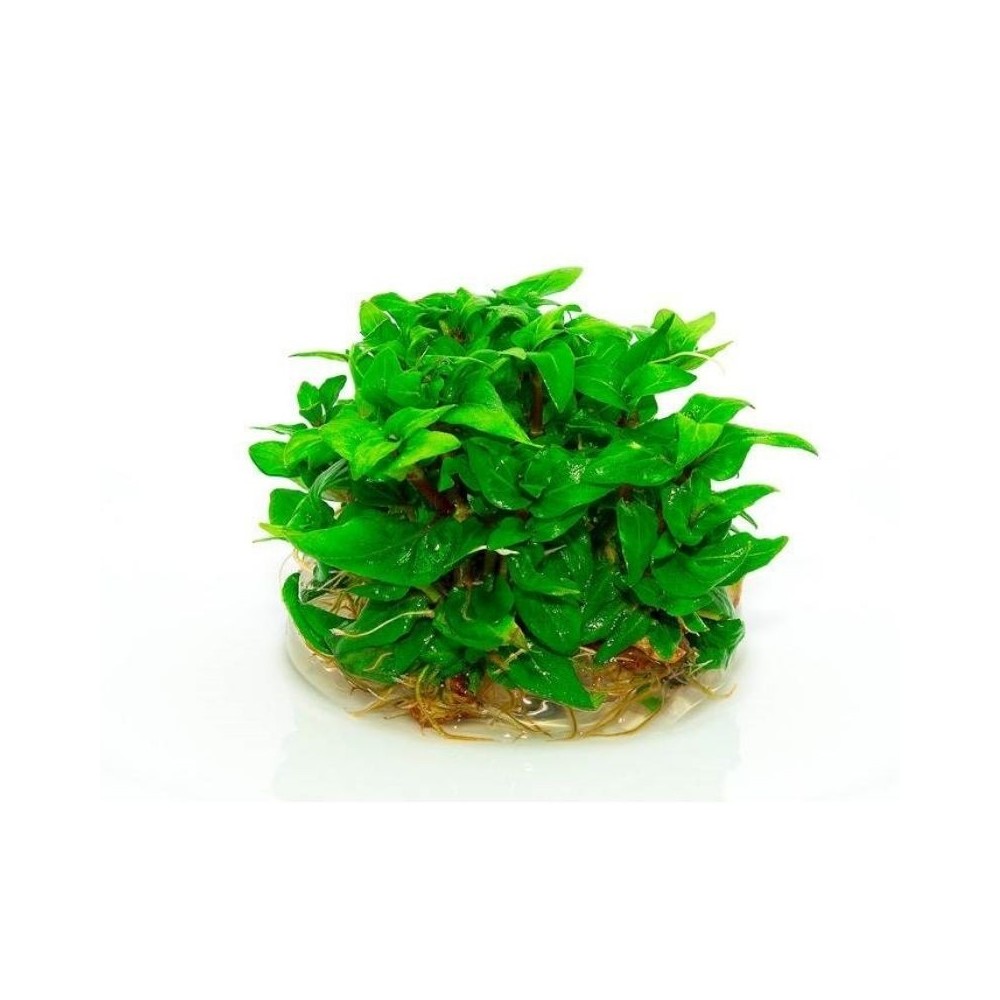 Akvariumo augalas Staurygone repens