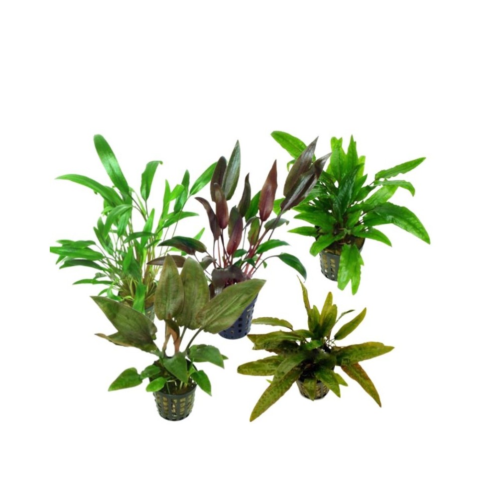 Akvariumo augalas Cryptocorine