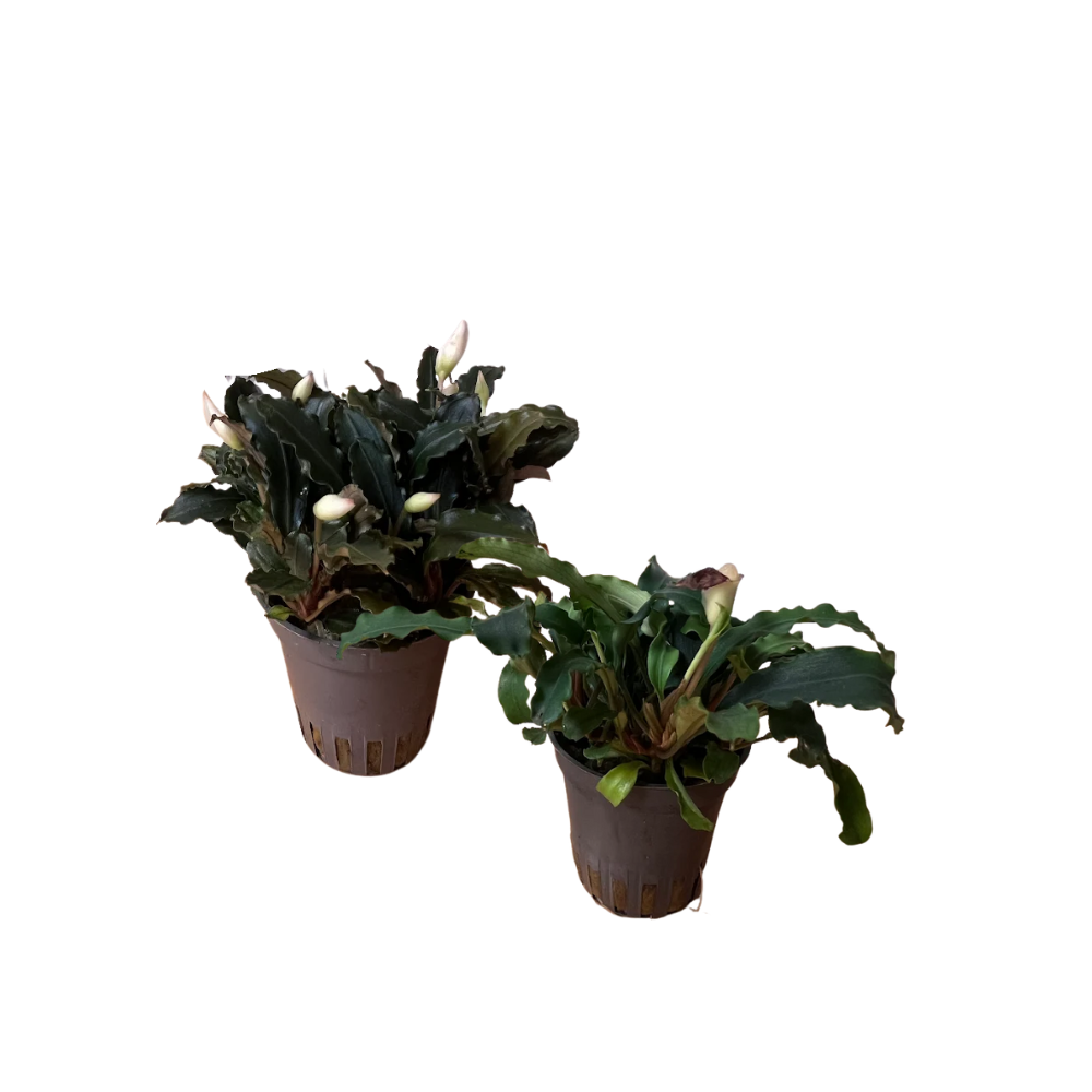 Akvariumo augalas Bucephalandra
