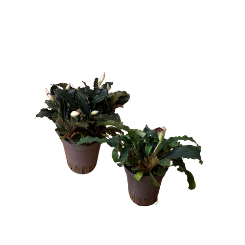 Akvariumo augalas Bucephalandra