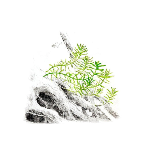 Akvariumo augalas Rotala rotundifolia Green