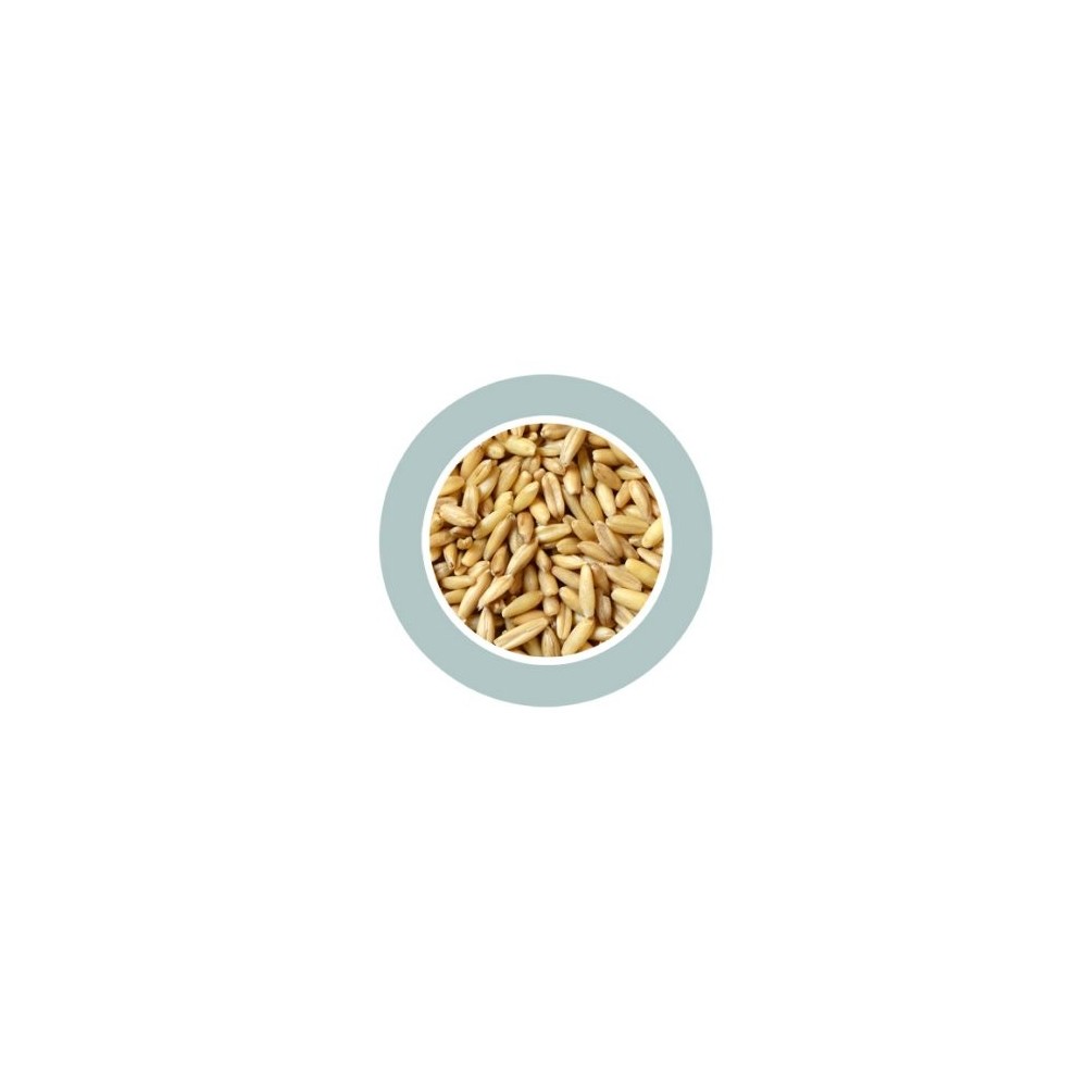 Avena Decorticata lukštentos avižos 1kg
