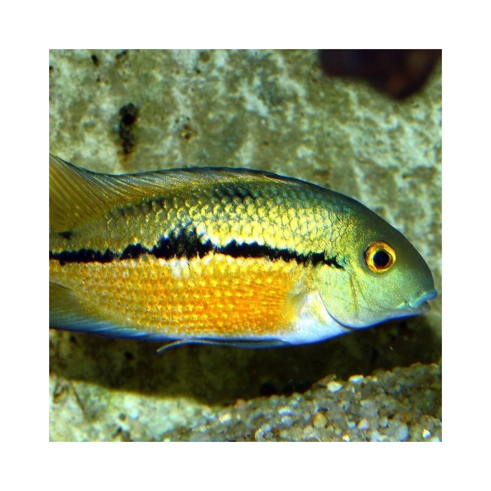JBL ProNovo Cichlid Grano M pašaras žuvims 1000 ml