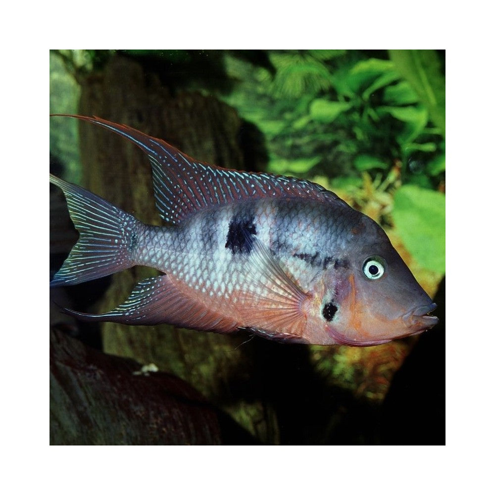 JBL ProNovo Cichlid Grano M pašaras žuvims 250 ml (click)