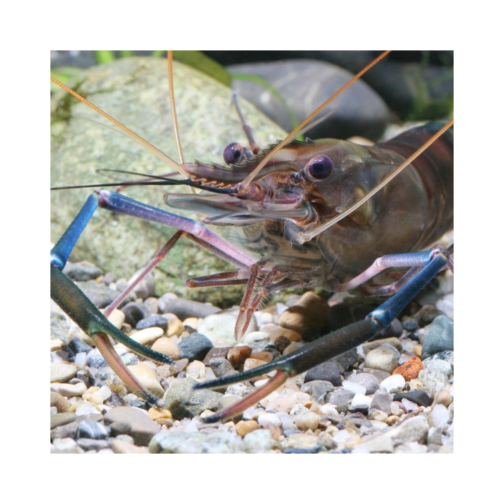 JBL ProNovo Crabs Wafer M pašaras krabams ir krevetėms 100 ml