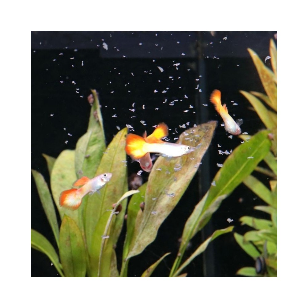 JBL ProNovo Guppy Flakes S pašaras gupijoms 250 ml