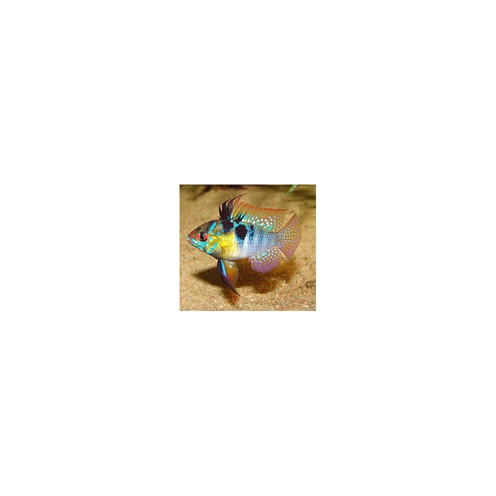Ramireza