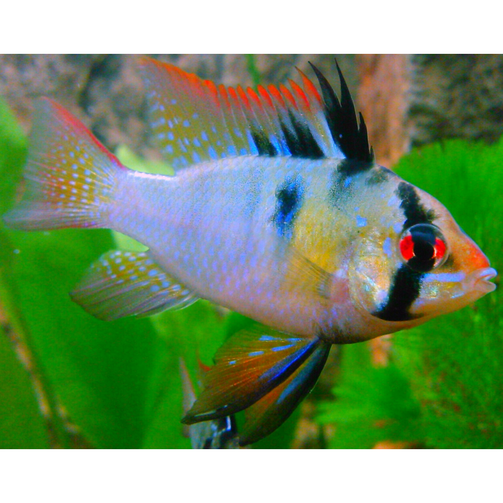 Ramireza