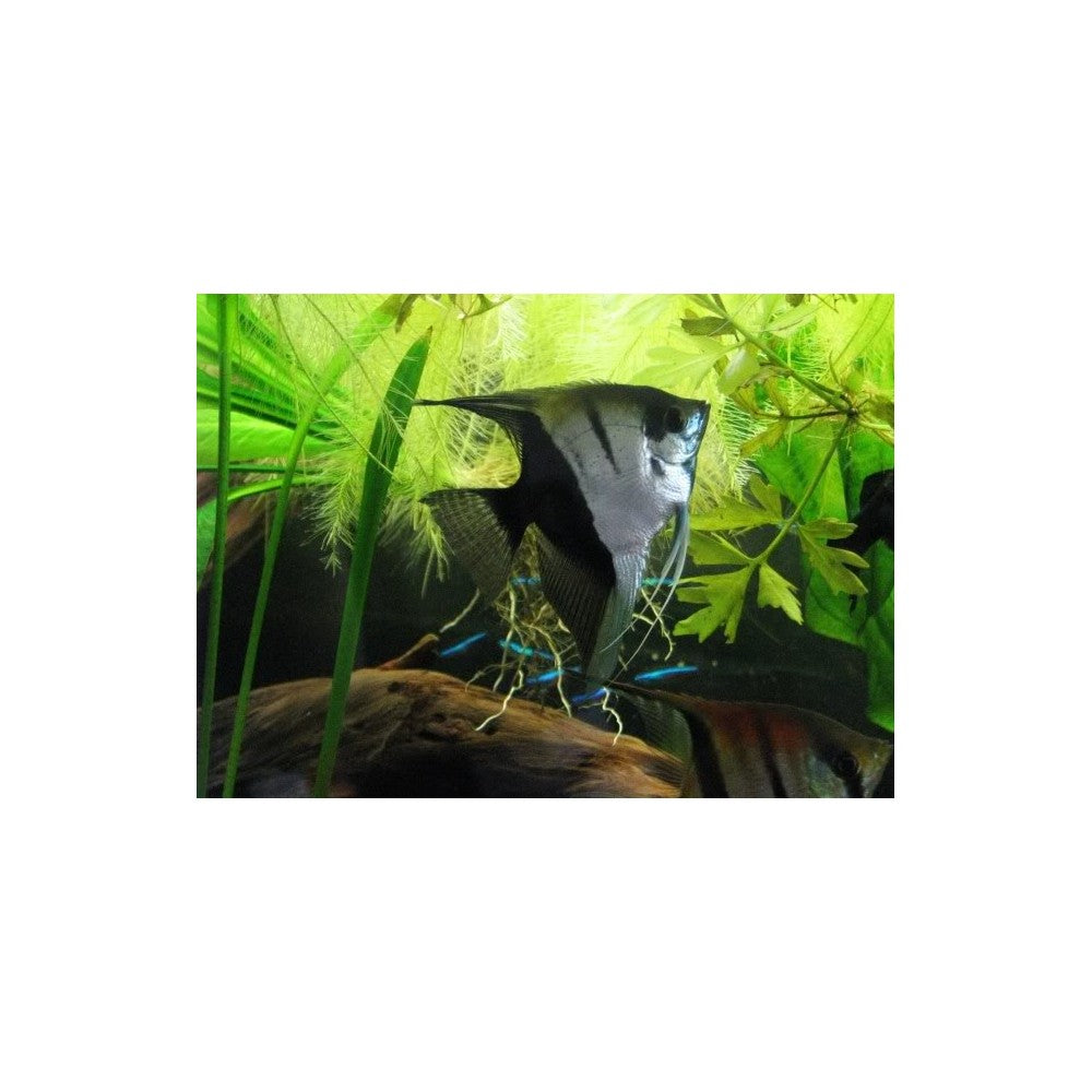 Skaliaras
