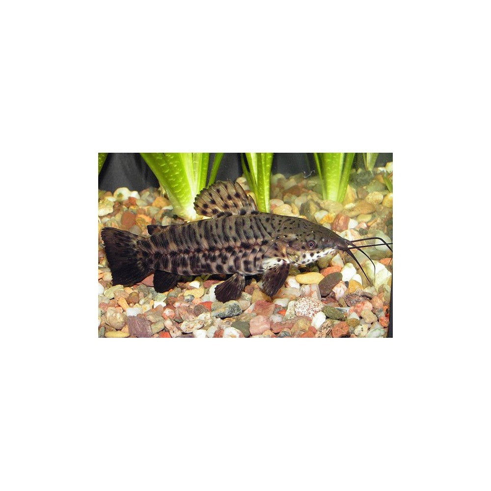 Tarakatas